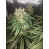 Bubble Gum Sherbet, Фасовка: 3+1, изображение 4
